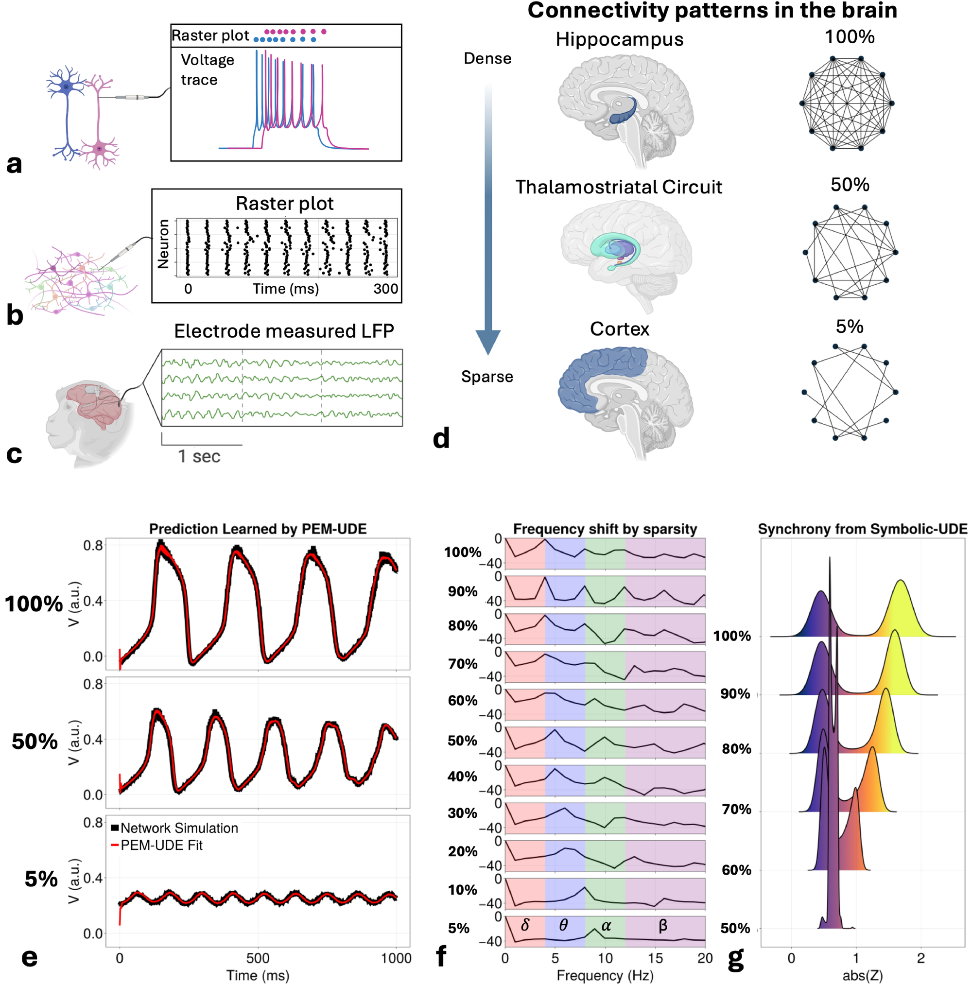 Learning novel neural mass models to account for regional heterogeneity of neural connection sparsity allows for broader insights into the origin of different frequency bands within the brain. Single neurons produce spike trains (<span style="font-weight: 700">a), which are encoded as a raster plot of individual dots for each neuron/spike. In a population, this allows for easy viewing of the group activity, which in synchronized regimes has clearly visible bursts (<span style="font-weight: 700">b). In larger behavioral experiments, electrode arrays can be placed to record population-level activity from multiple brain regions (<span style="font-weight: 700">c). The relative degree of local connectivity within brain regions varies across the brain (<span style="font-weight: 700">d), with deeper regions typically exhibiting greater connectivity and more cortical regions having sparse connections within regions. To account for this sparsity, we train a novel next-generation neural mass model to learn terms that can the emergent population dynamics as connections become more sparse (<span style="font-weight: 700">e). The PEM-UDE learned dynamics exhibit phenomena that are typical of real brain regions, with a shift from theta to alpha as the dominant frequency as network connections become increasingly sparse (<span style="font-weight: 700">f). Increased sparsity also constrains the synchronization that is possible within the network (<span style="font-weight: 700">g). Figure created with BioRender.com.